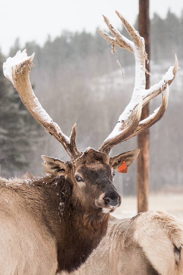 Elk at the Yukon Wildllife PreserveElk at the Yukon Wildllife Preserve