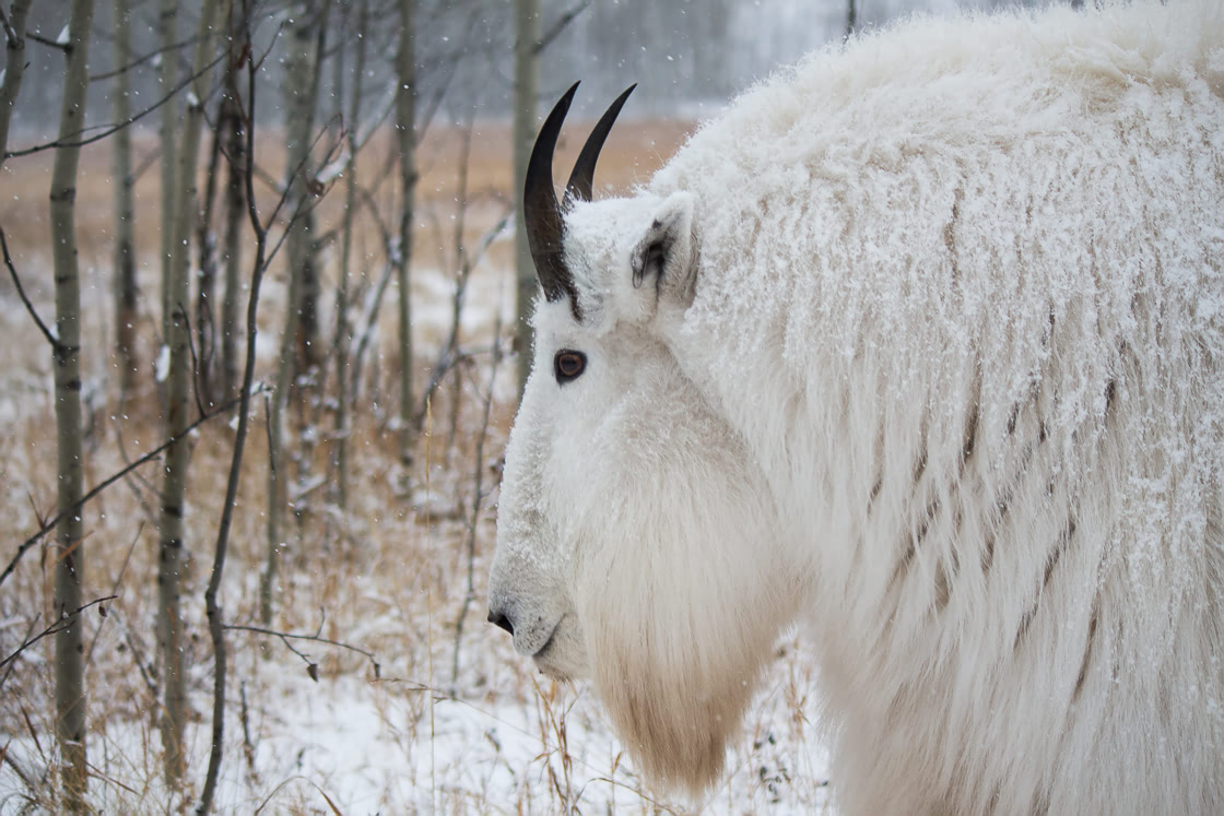 Grumpy mountain goat