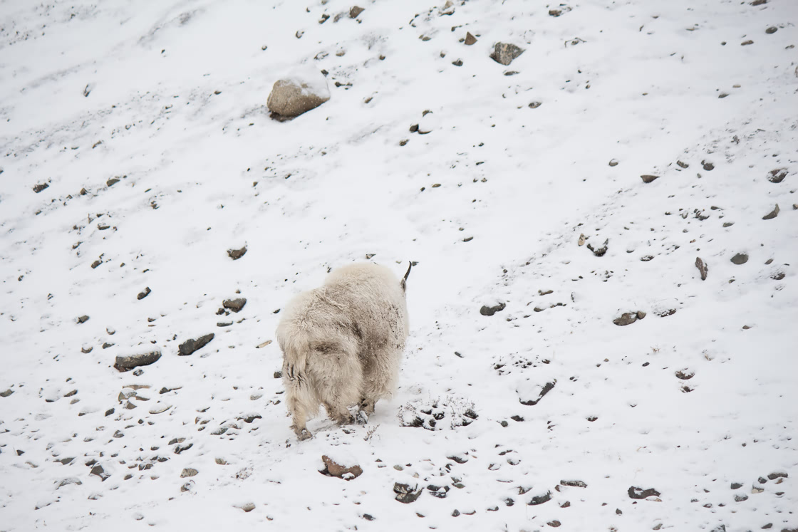 Lonely mountain goat walking up the snow covered hill