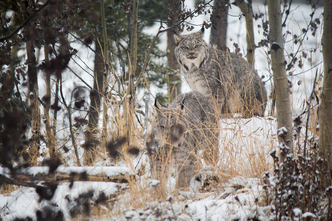 Lynx at the Yukon Wildlife Preserve