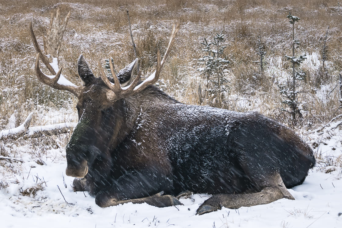 Moose at the preserve