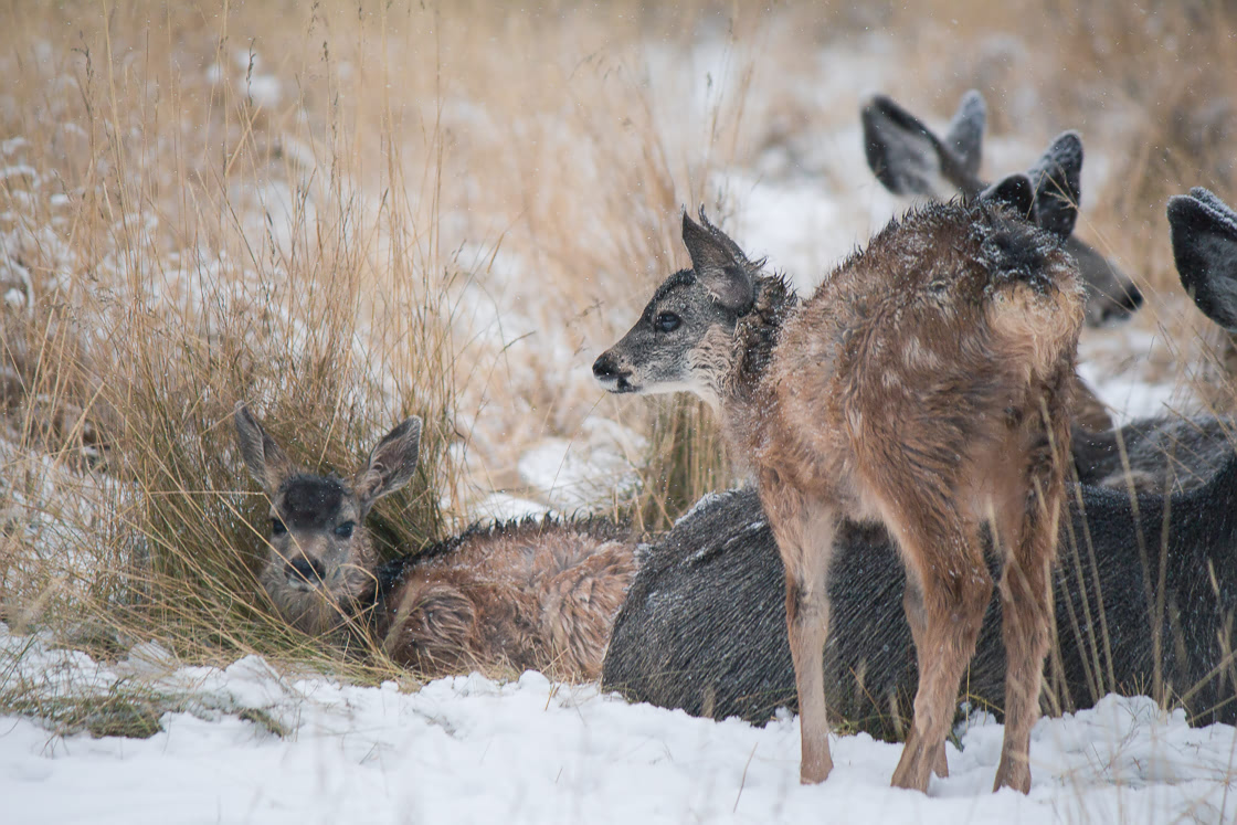 Mule Deer fawns