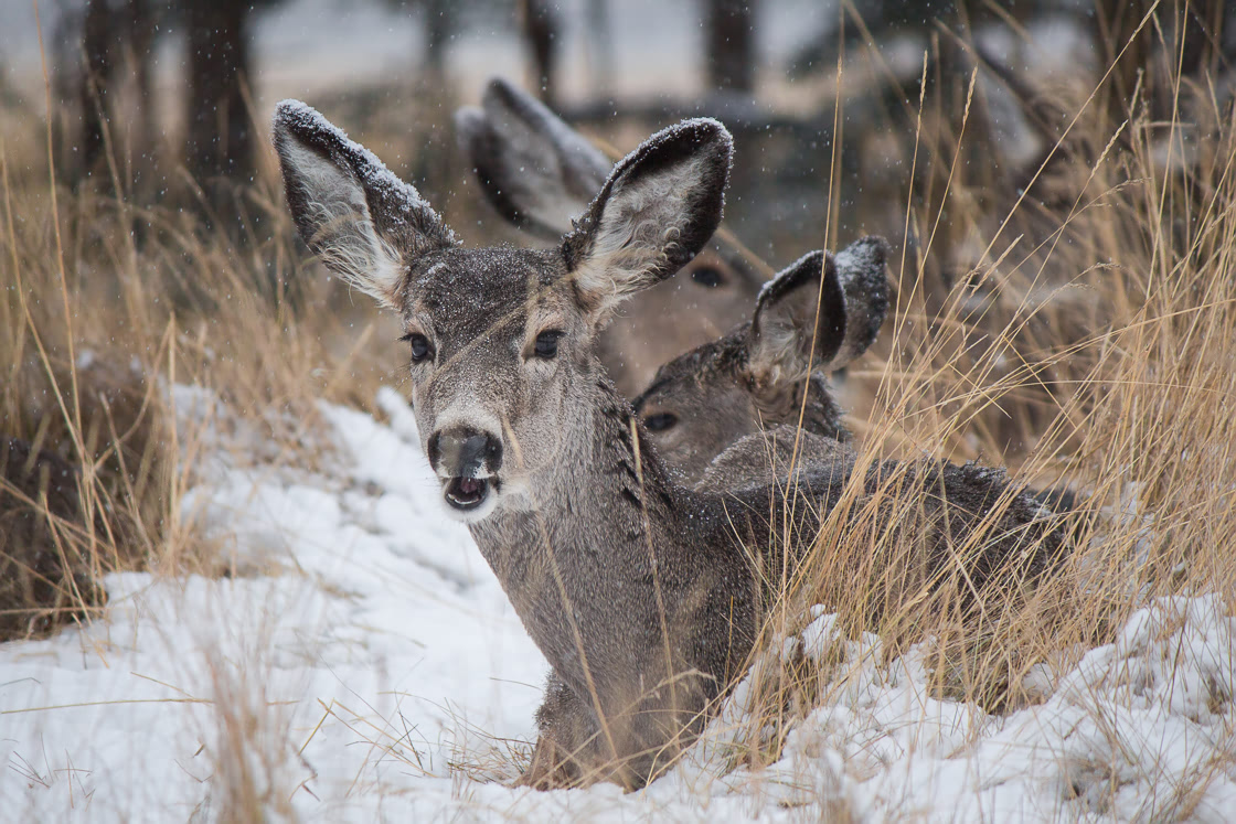 Mule deer in the snow at the Yukon Wildlife Preserve