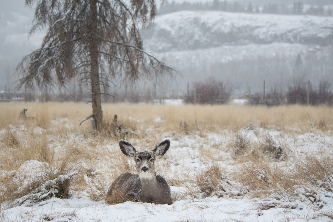 Mule Deer relaxing in the snow