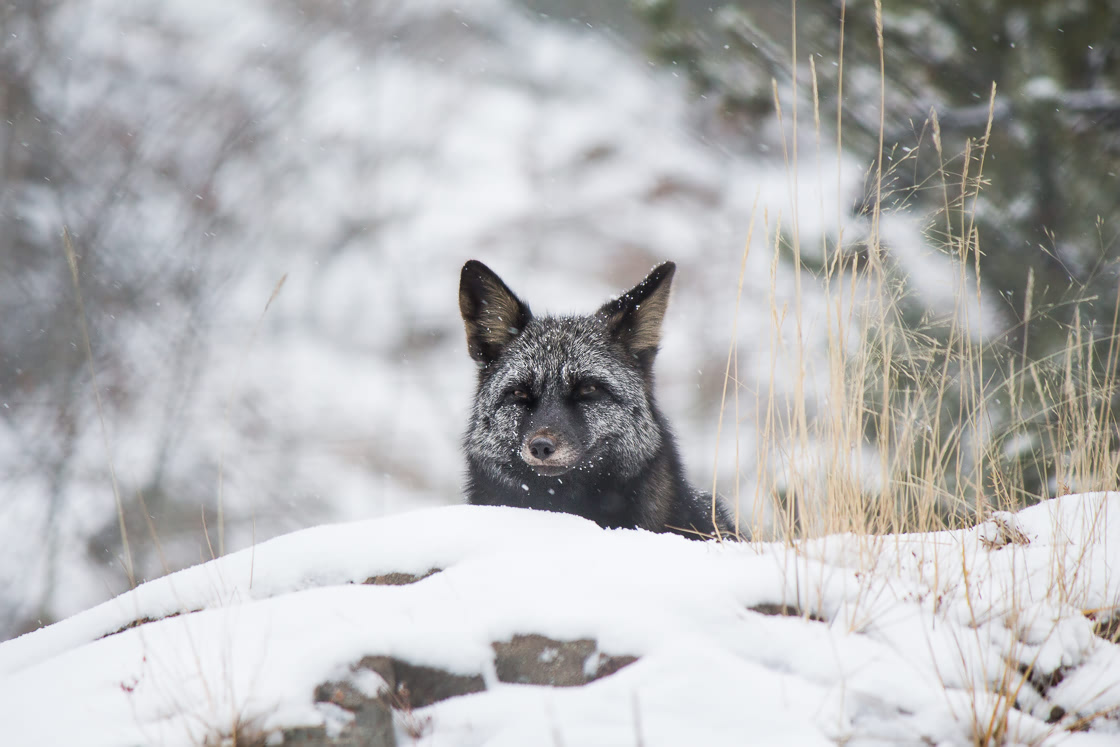 Silver fox at the Yukon Wildllife Preserve