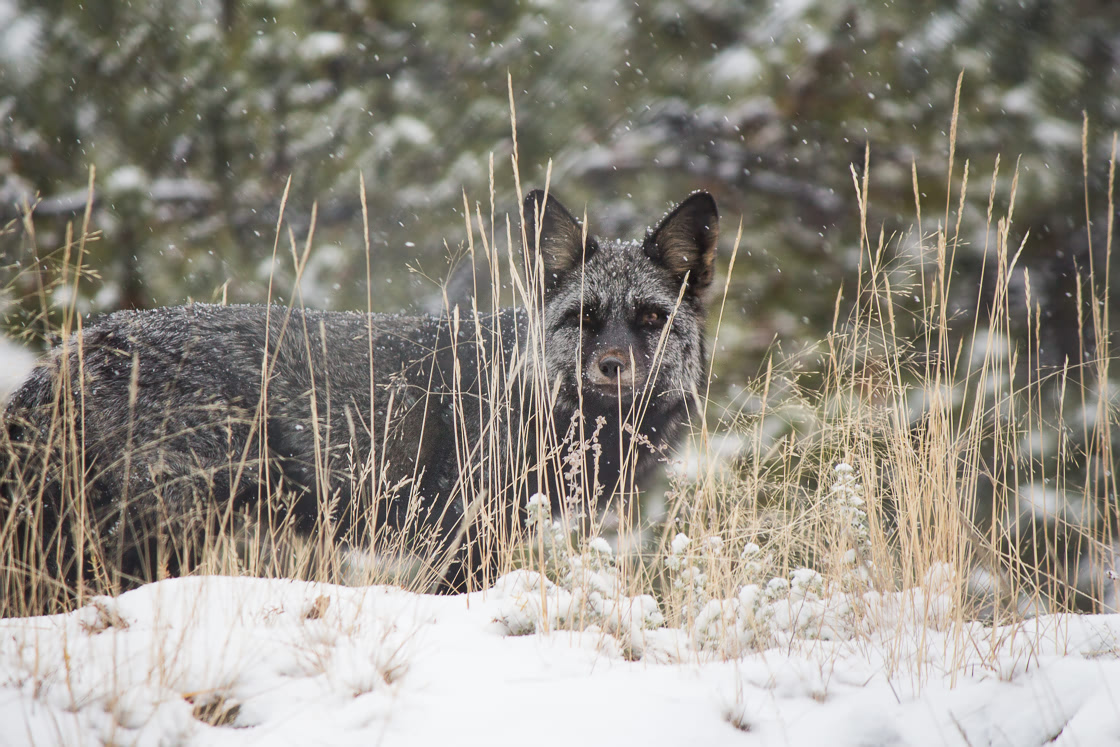 Silver fox