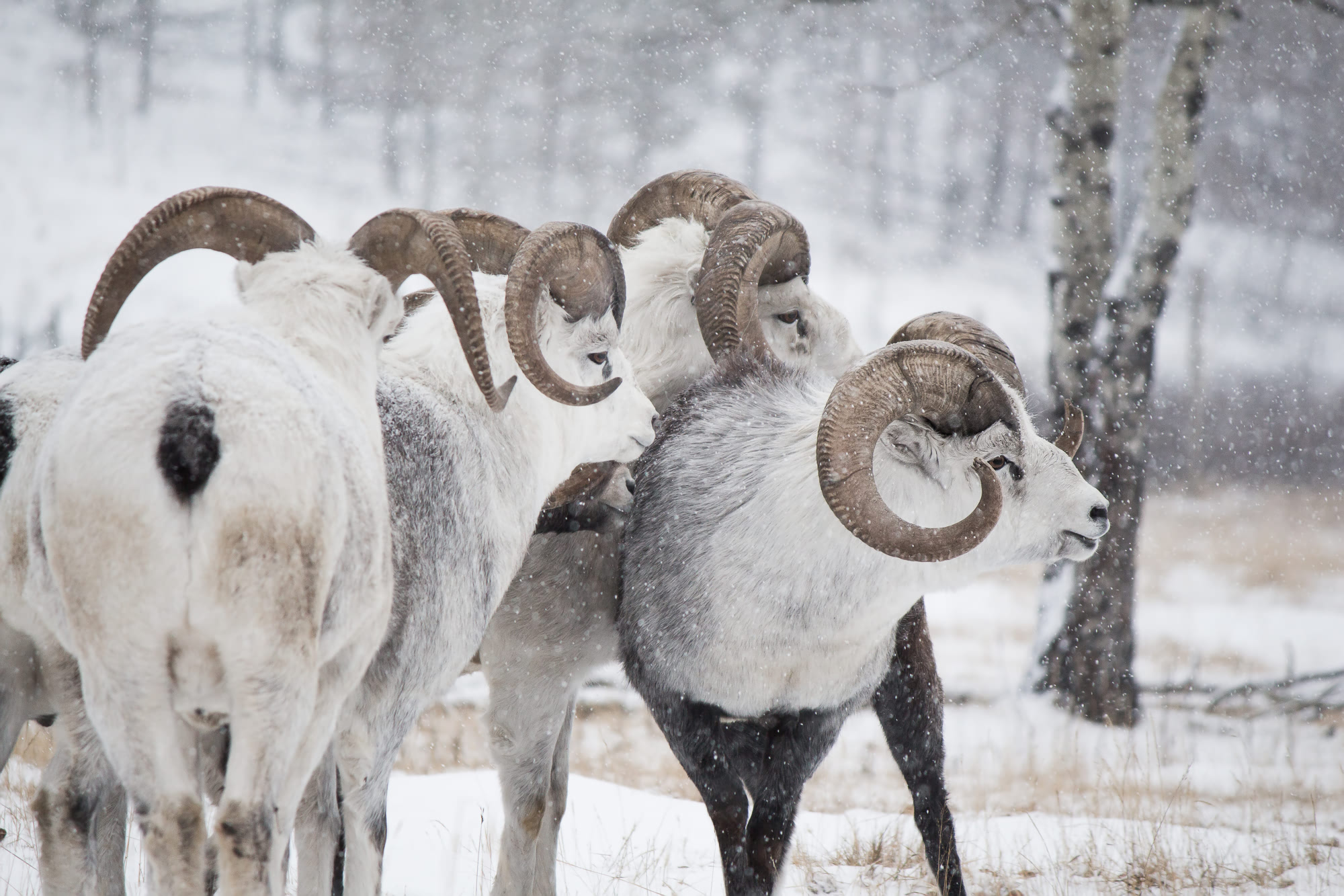Thinhorn Sheep checking out the opposition