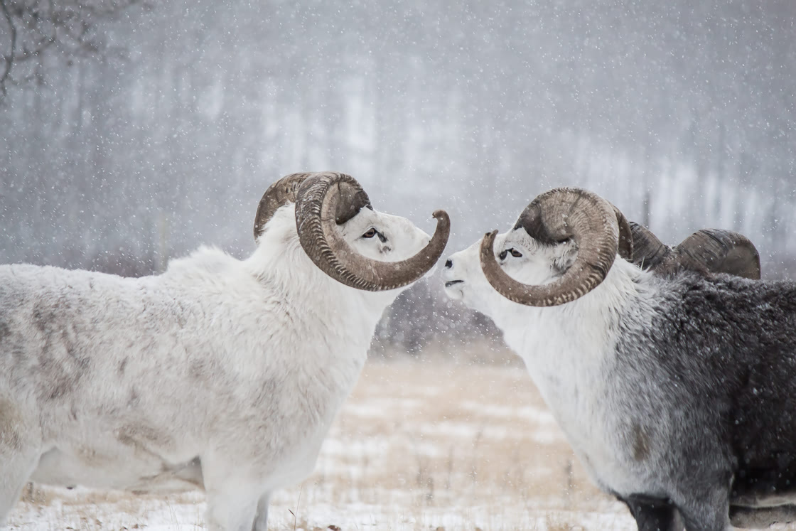 Thinhorn Sheep preparing to fight