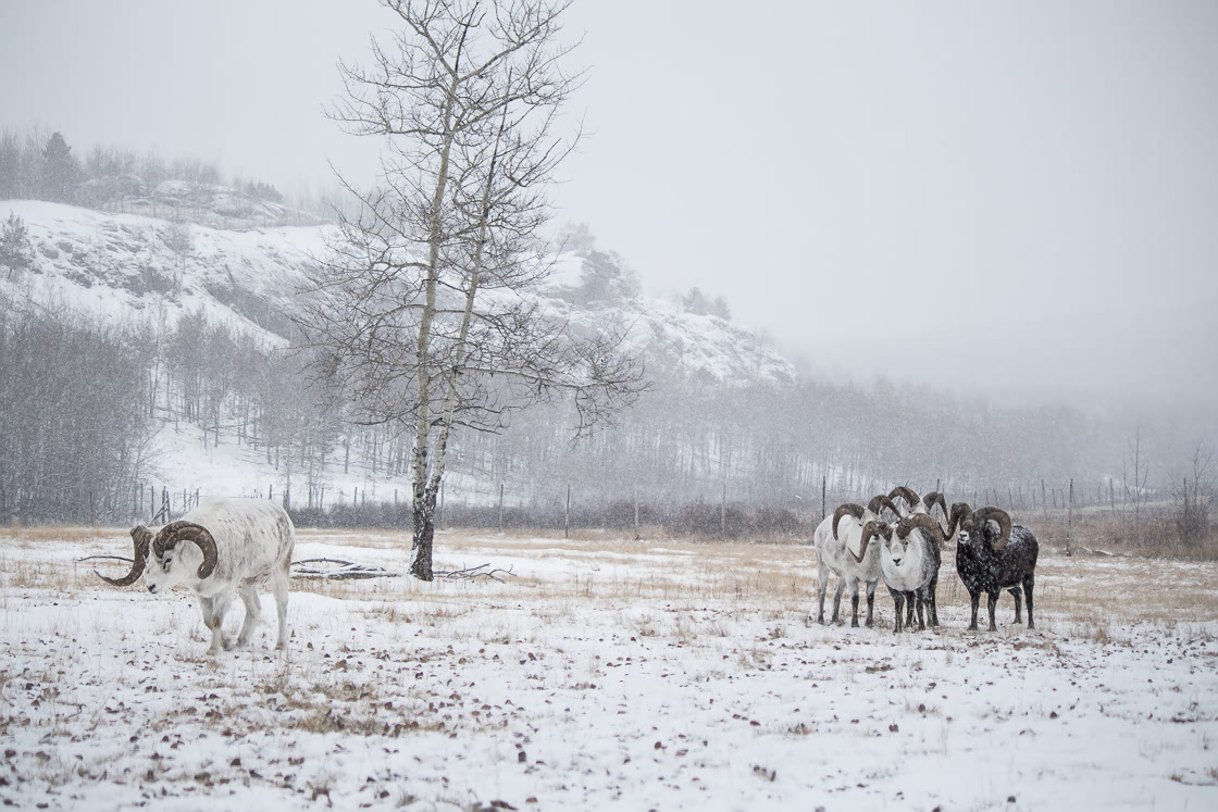 Thinhorn Sheep retreating after fight