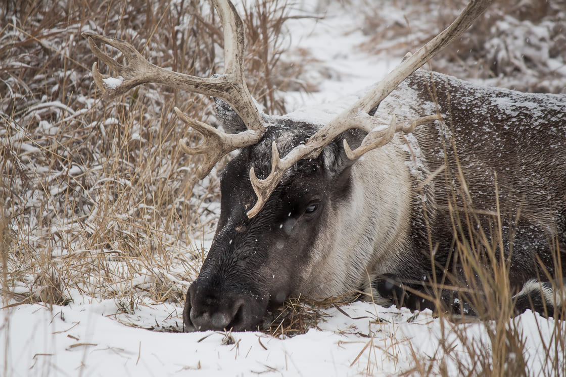 Woodland Caribou at the Yukon Wildlife Preserve