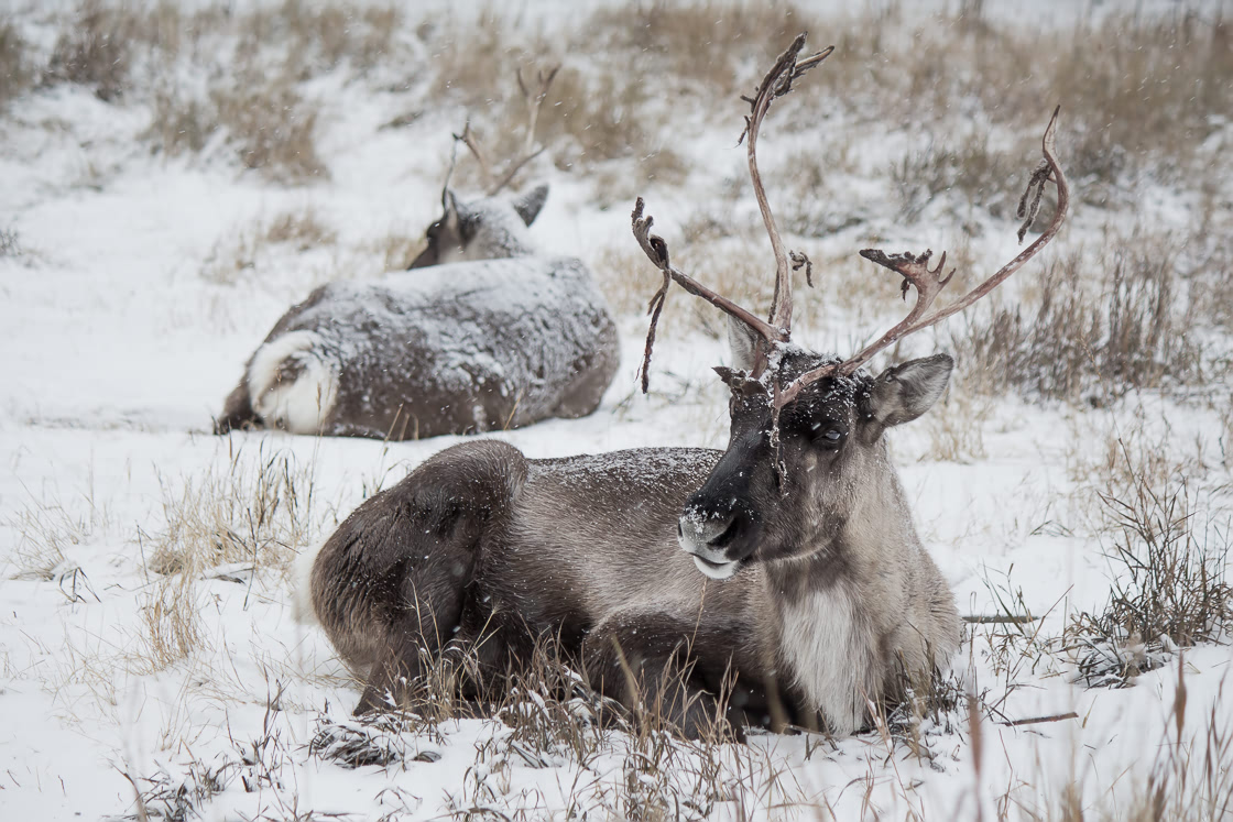 Woodland Caribou