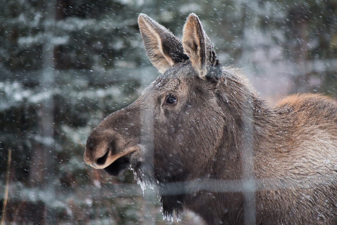 Young Moose at the Yukon Wildllife Preserve