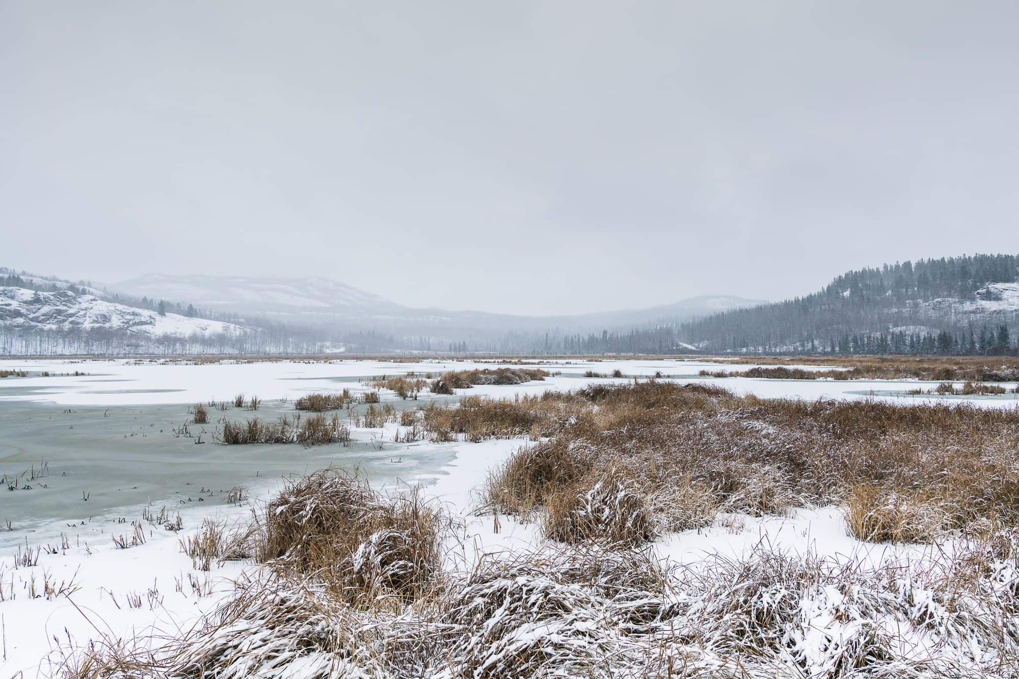 Meet the Animals From the Yukon Wildlife Preserve | Non Stop Destination