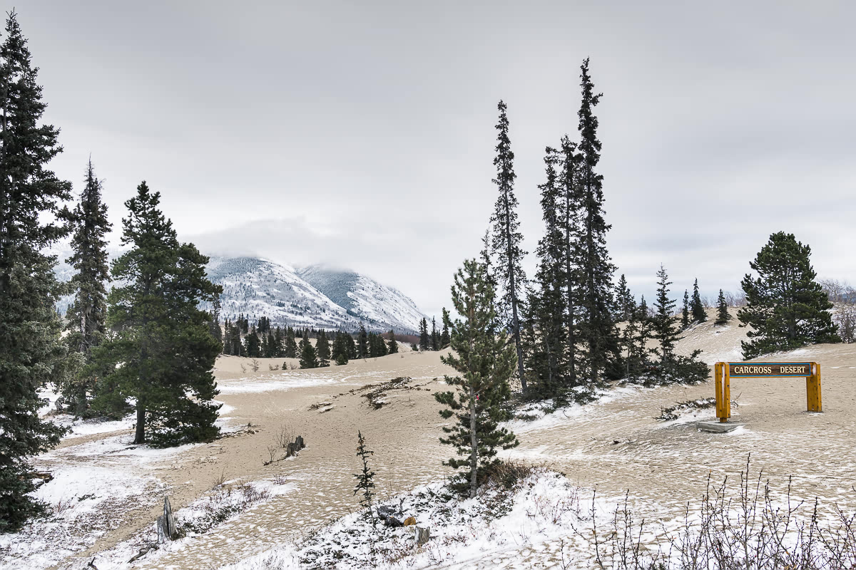 Carcross Desert