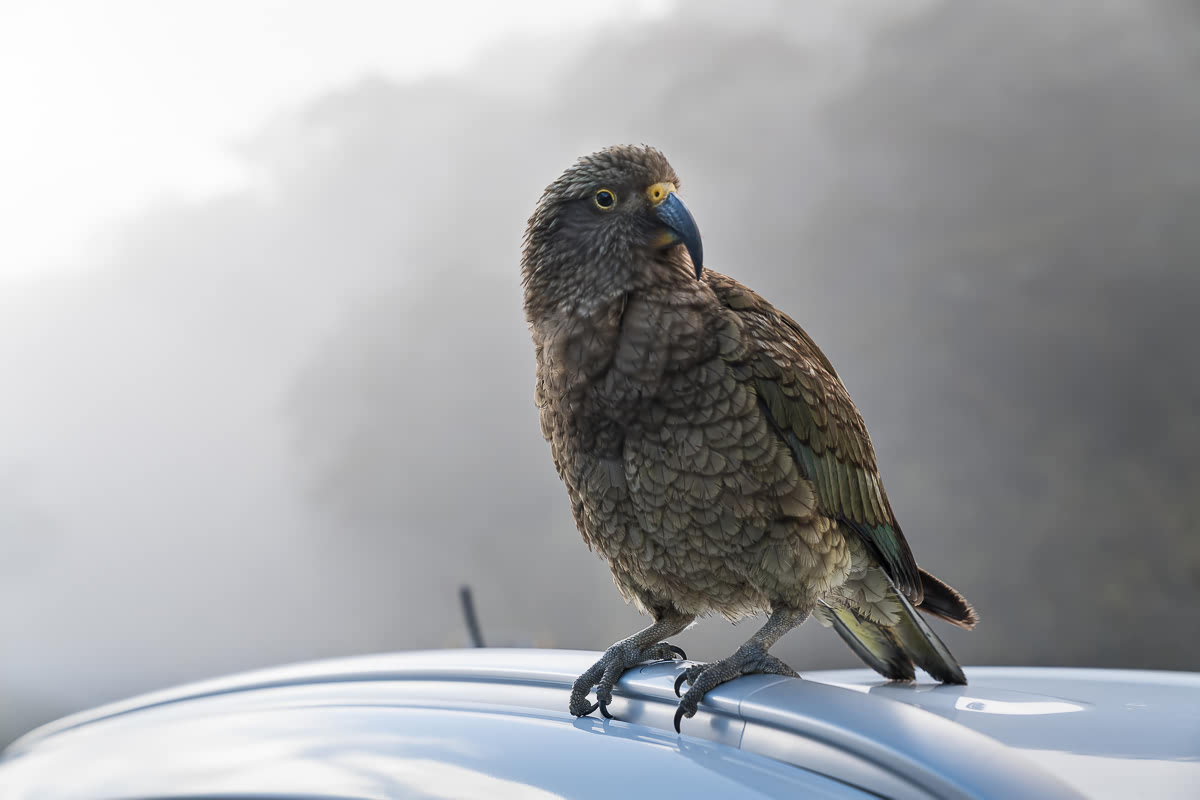 Kea on the road to Milford Sound