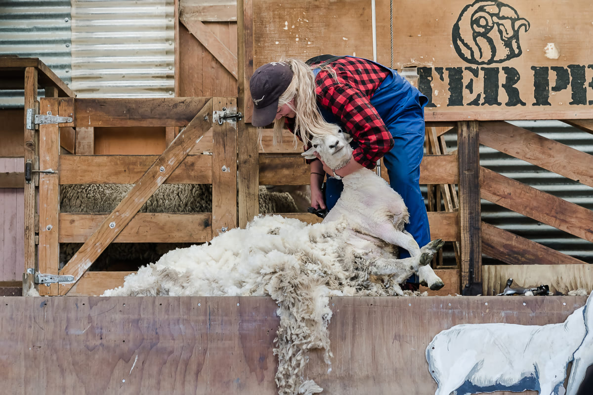 Sheep Shearing at Walter Peak Farm