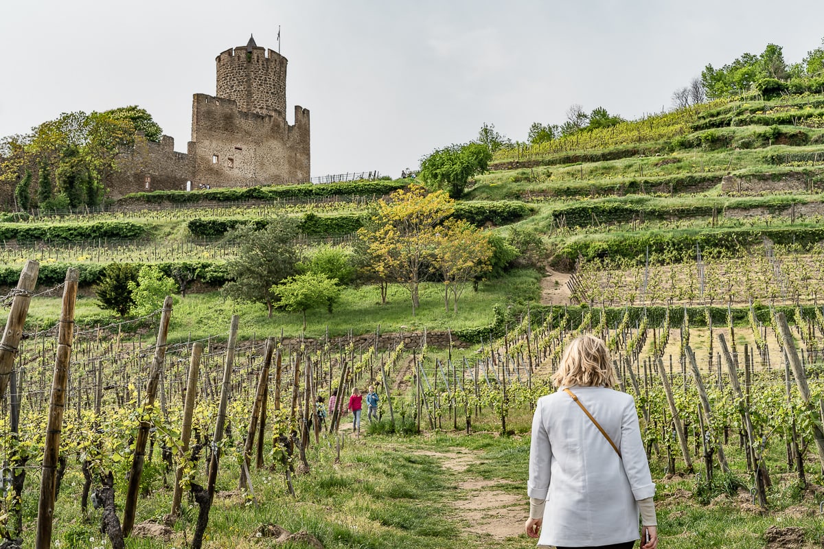 Alsace vineyard