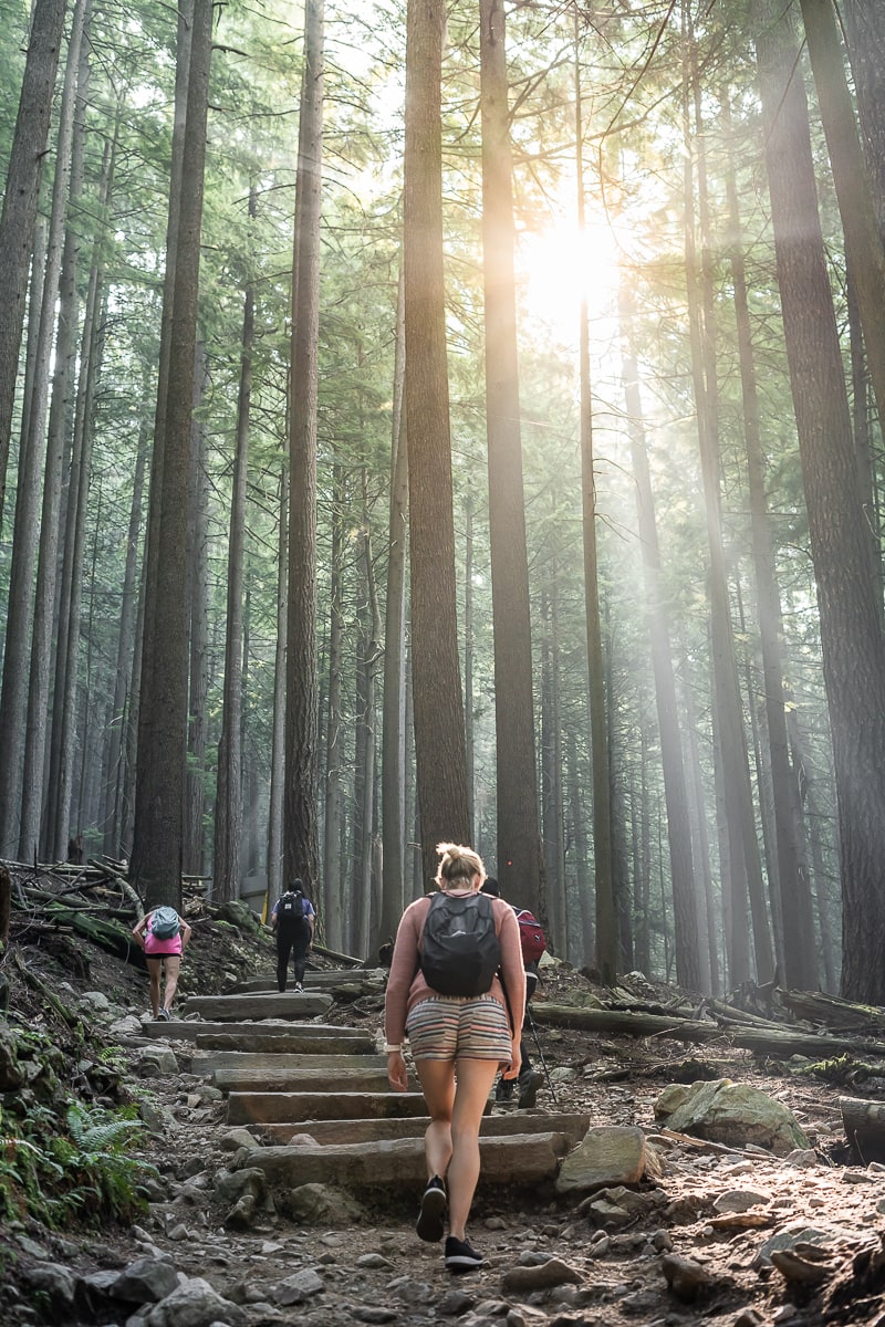 Grouse Grind trees