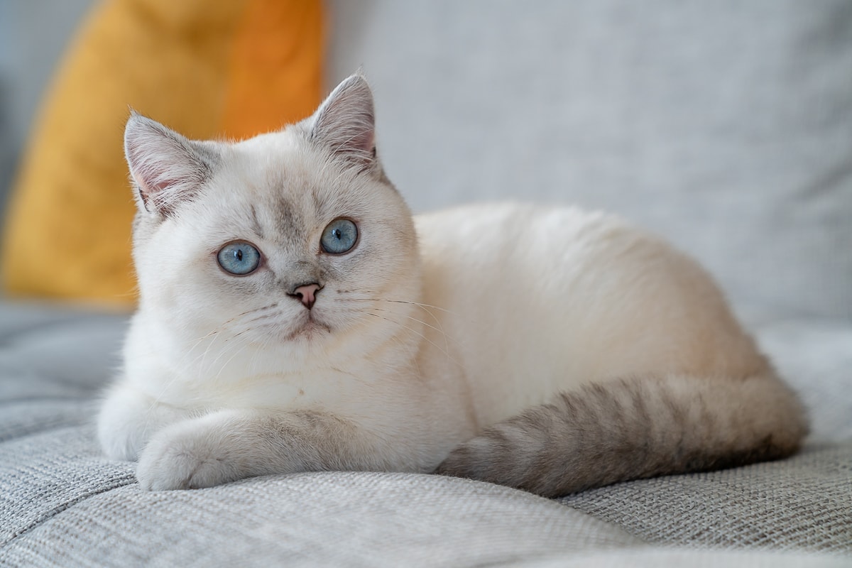 Kumo on couch