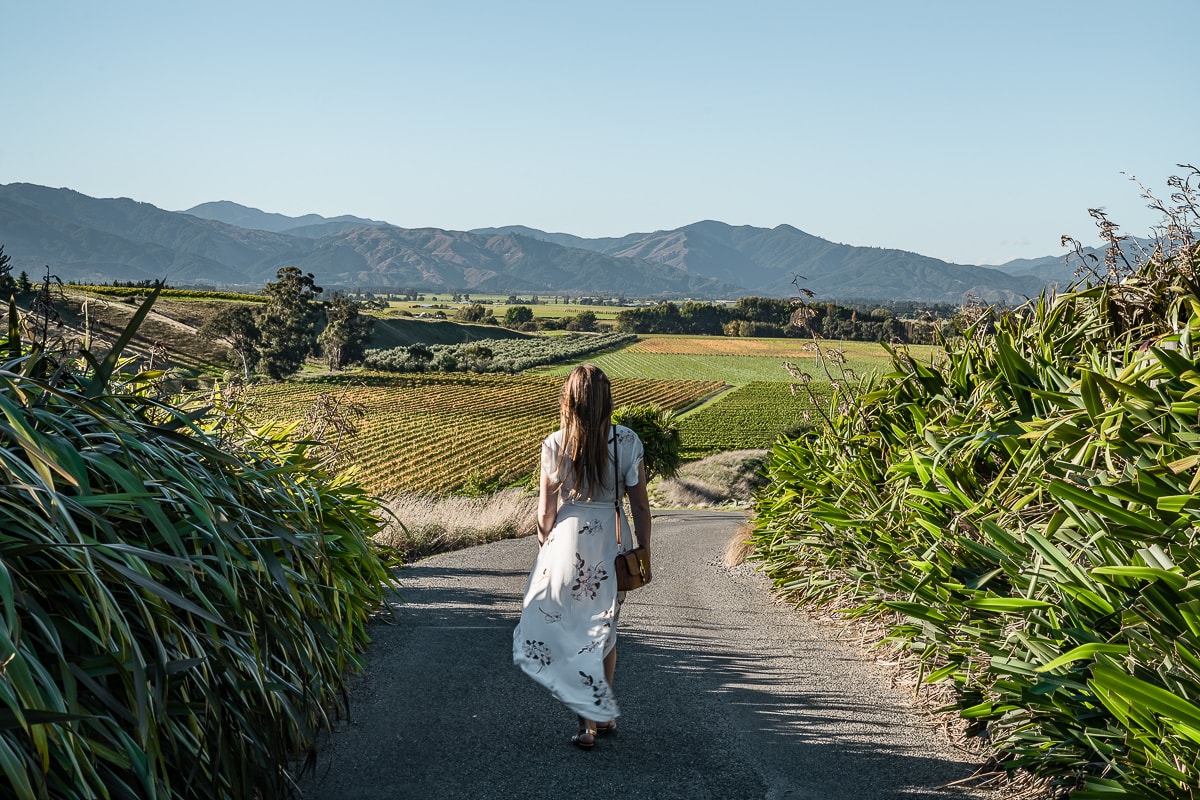 Marlborough Vineyard