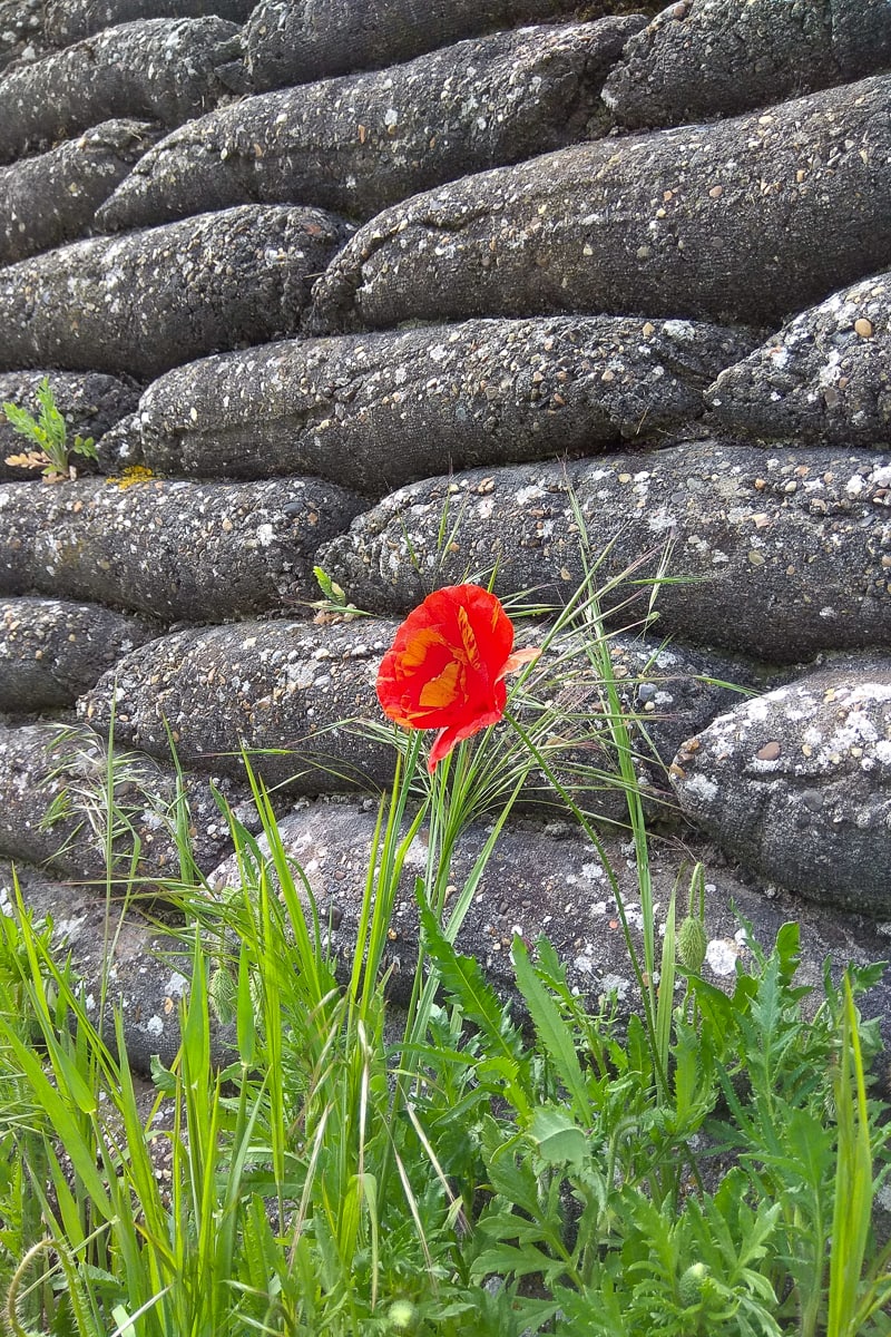 Trench of death poppy