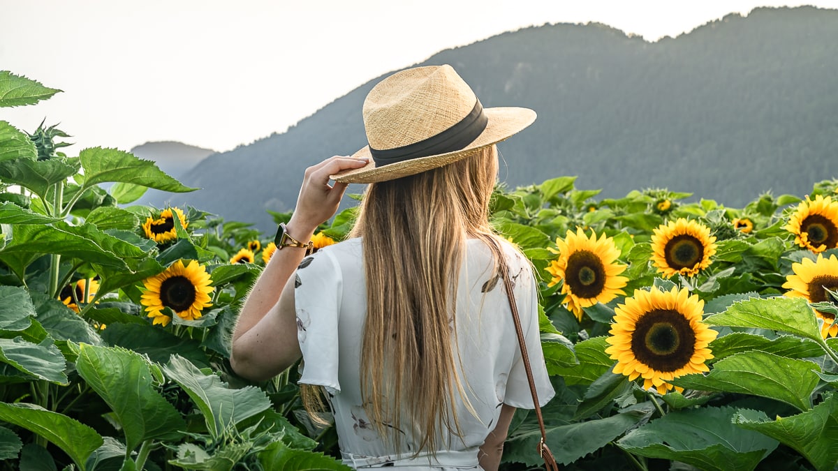 Sunflower sunset Chilliwack Canada