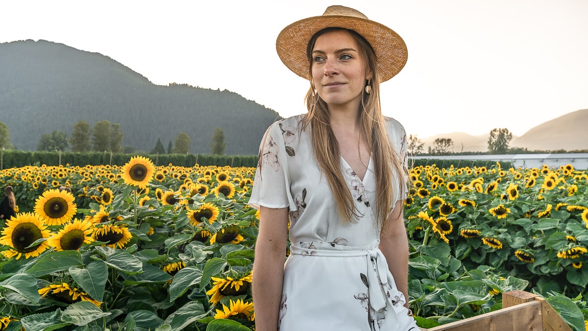 British Columbia Sunflower Festival