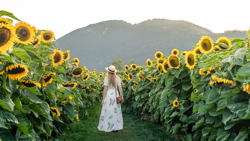 Canada Sunflower Festical