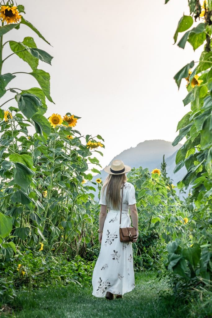 Giant sunflowers North America