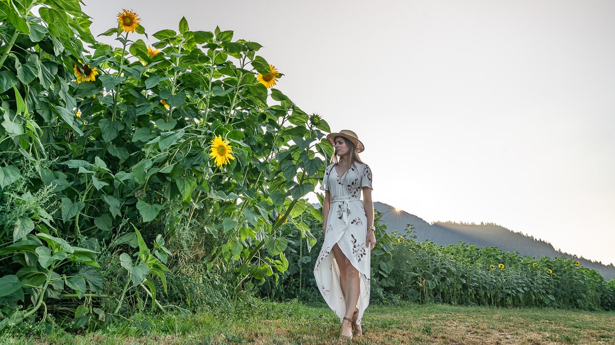 Mammoth Sunflowers Chilliwack