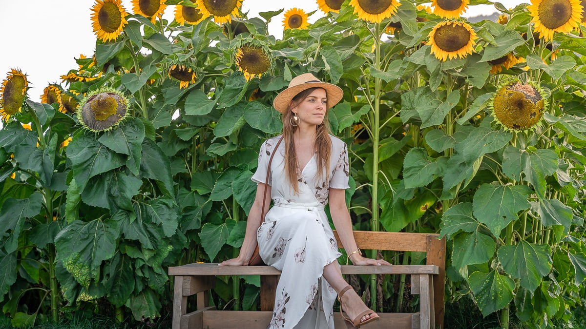 Sitting in Sunflower Field Canada