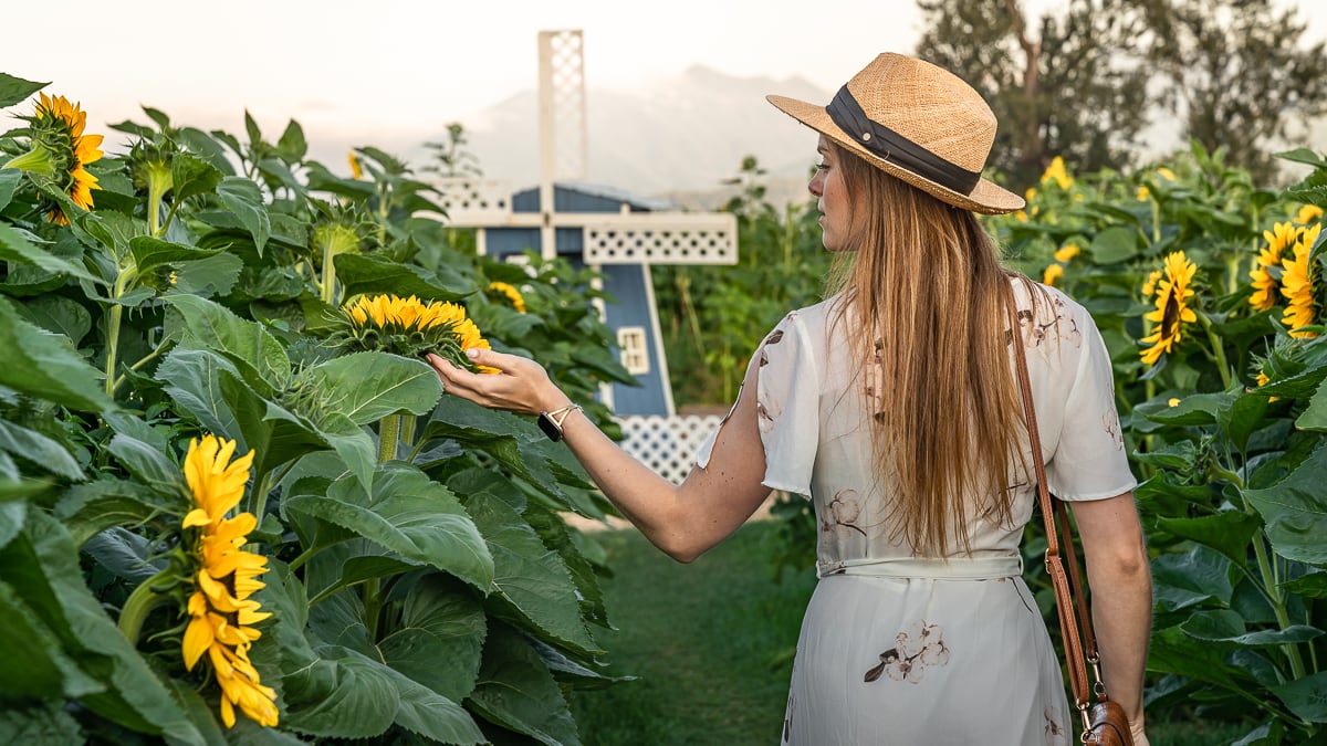 Strolling around Sunflower Field