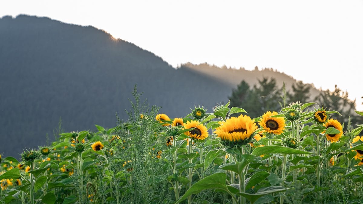 Sunflower Field Chilliwack Canada