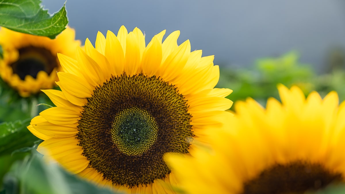 Sunflower Picking Chilliwack