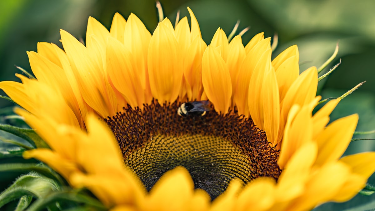 Sunflower plant in Chilliwack