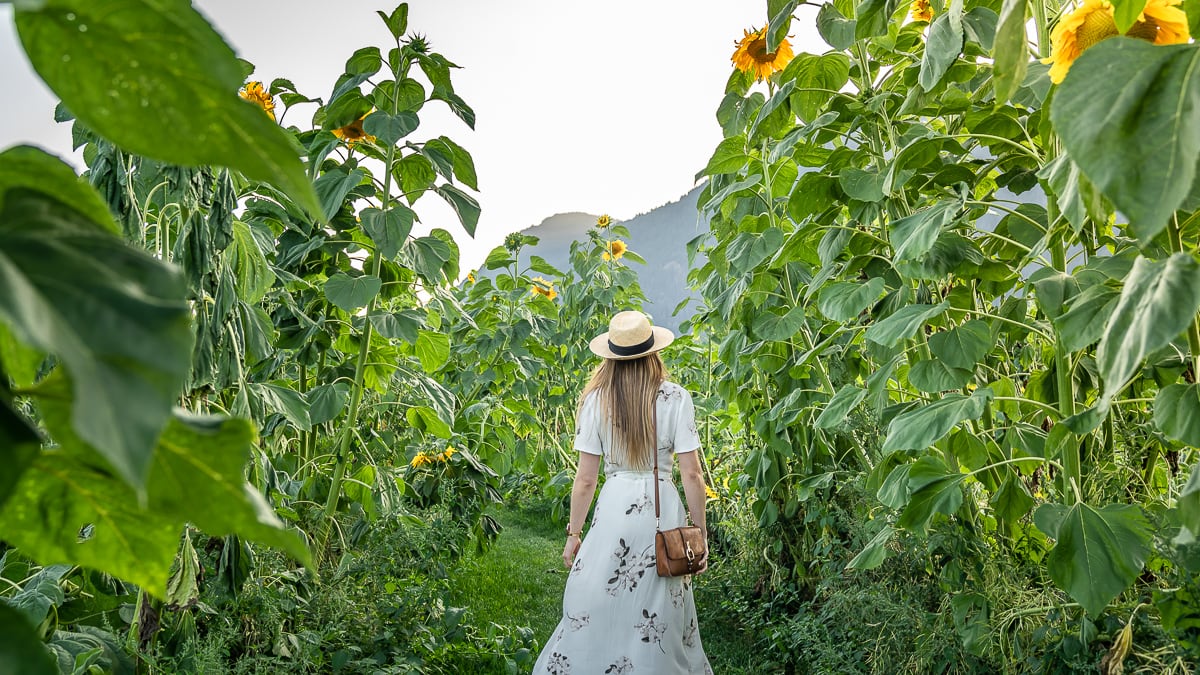 walk among giant sunflowers