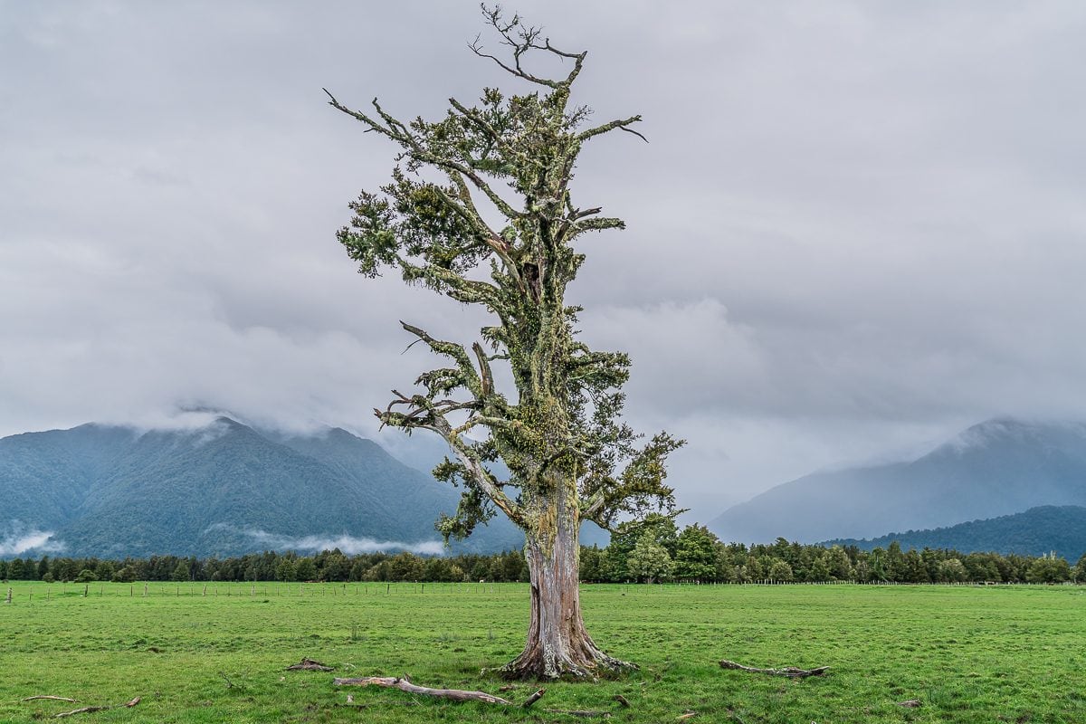 Fox Glacier tree