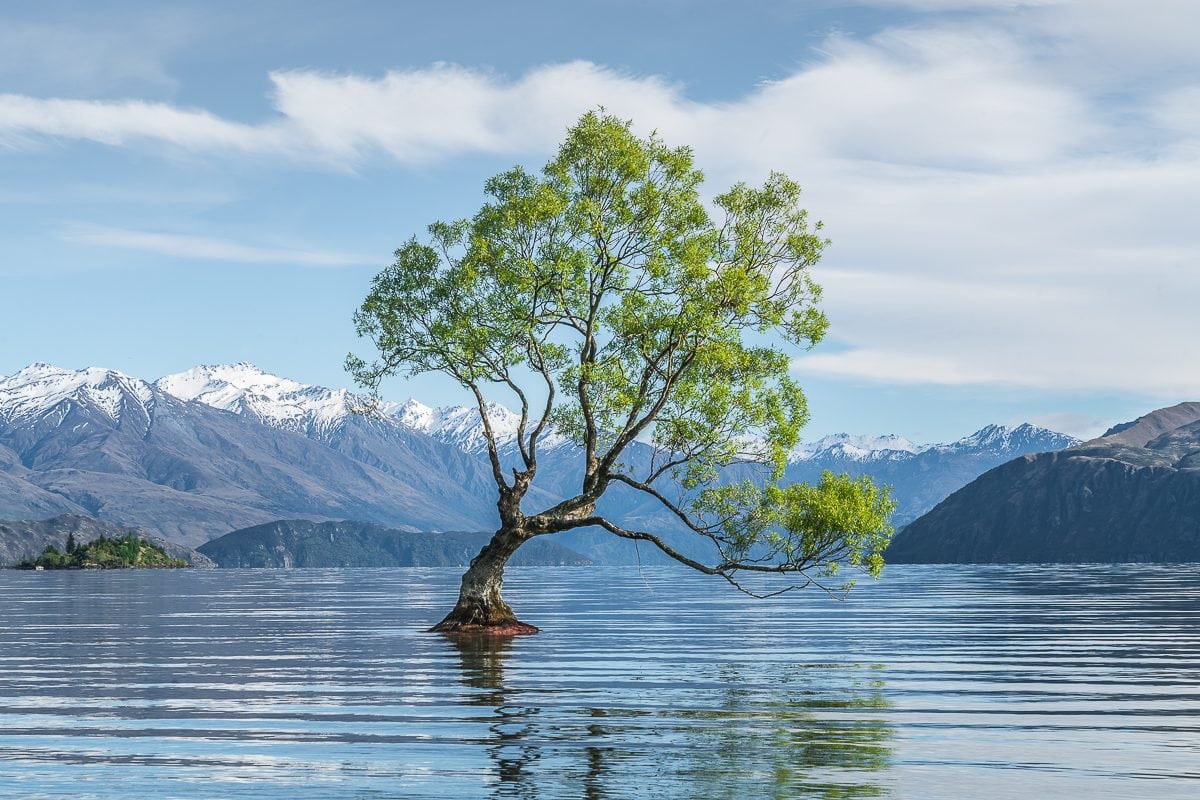 That Wanaka Tree