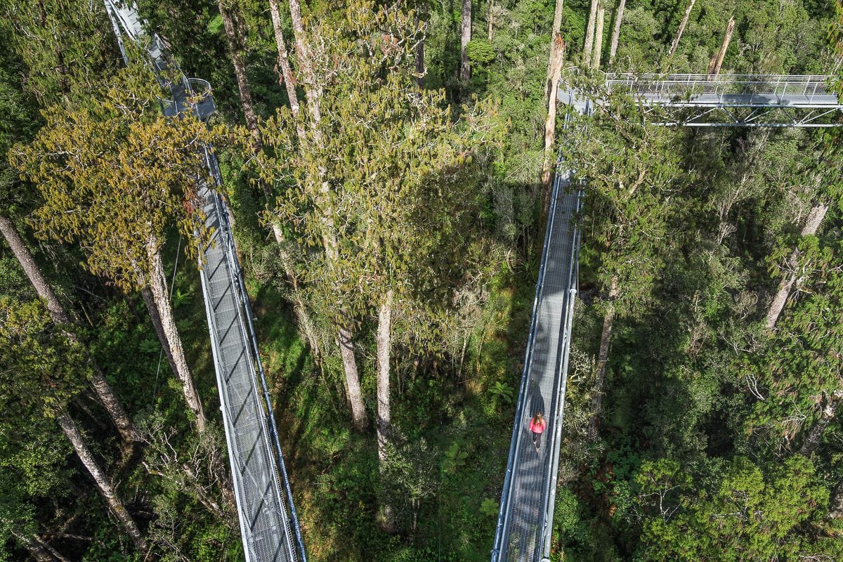 West Coast Treetop walk NZ