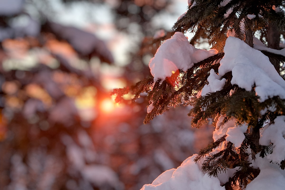 Goodbye 2019, Hello 2020 - A close up of a tree covered in snow - Twig