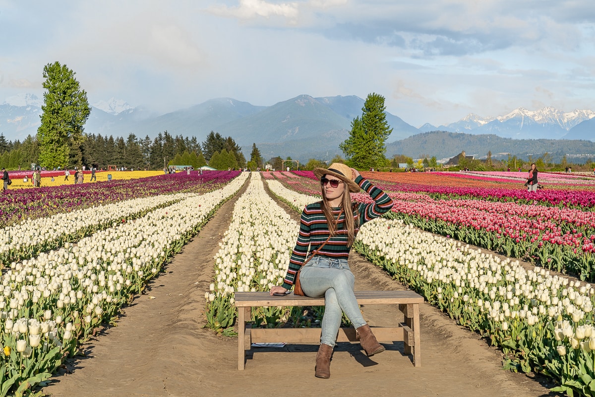 bc chilliwack tulip festival