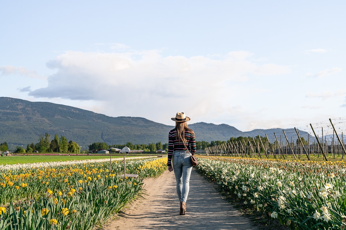 chilliwack tulip festival canada bc