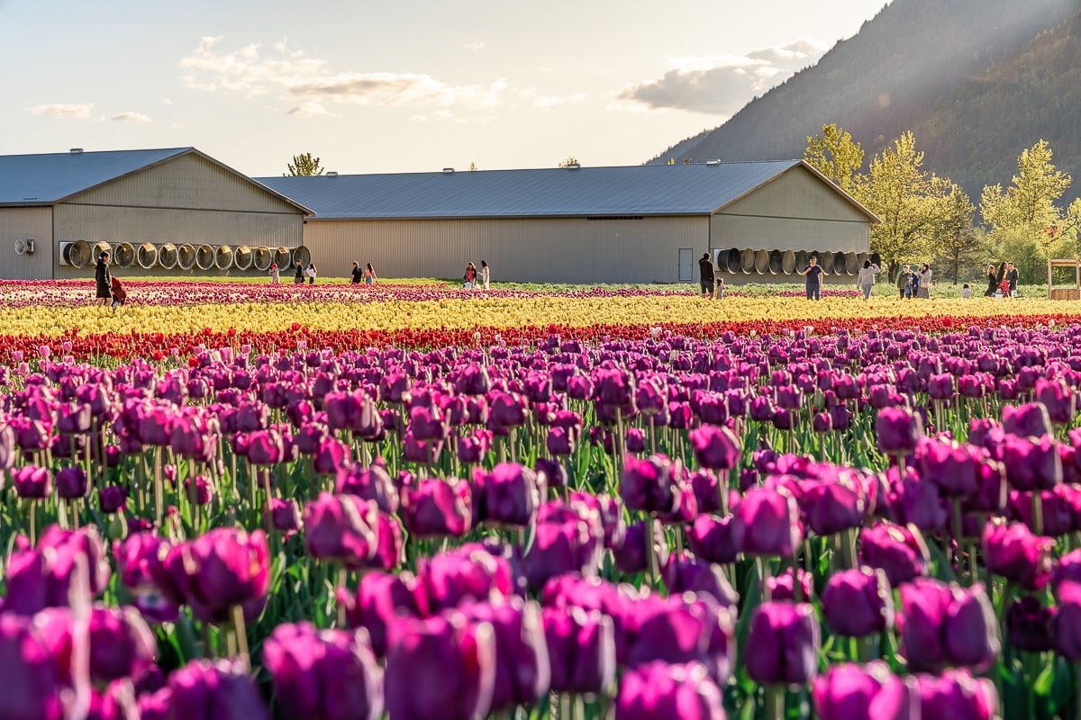 chilliwack tulip festival