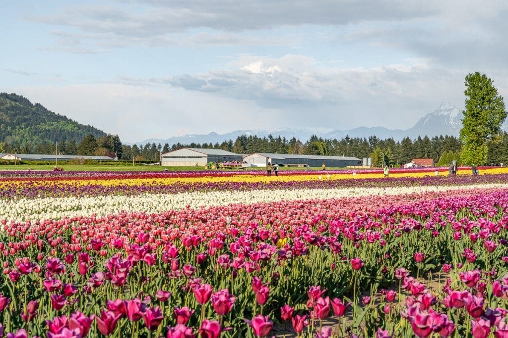 Wander the tulip fields in Chilliwack: Tulips of the Valley | Non Stop ...