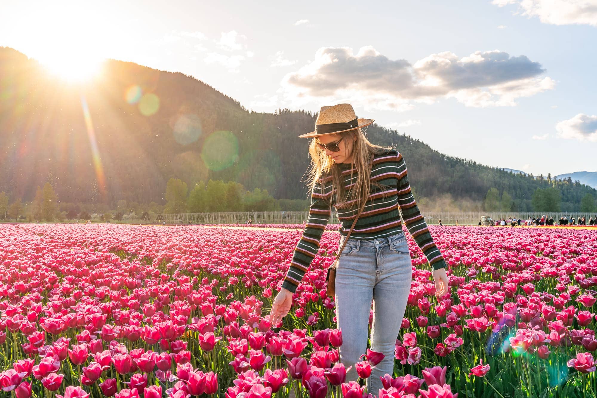 Wander the tulip fields in Chilliwack Tulips of the Valley Non Stop