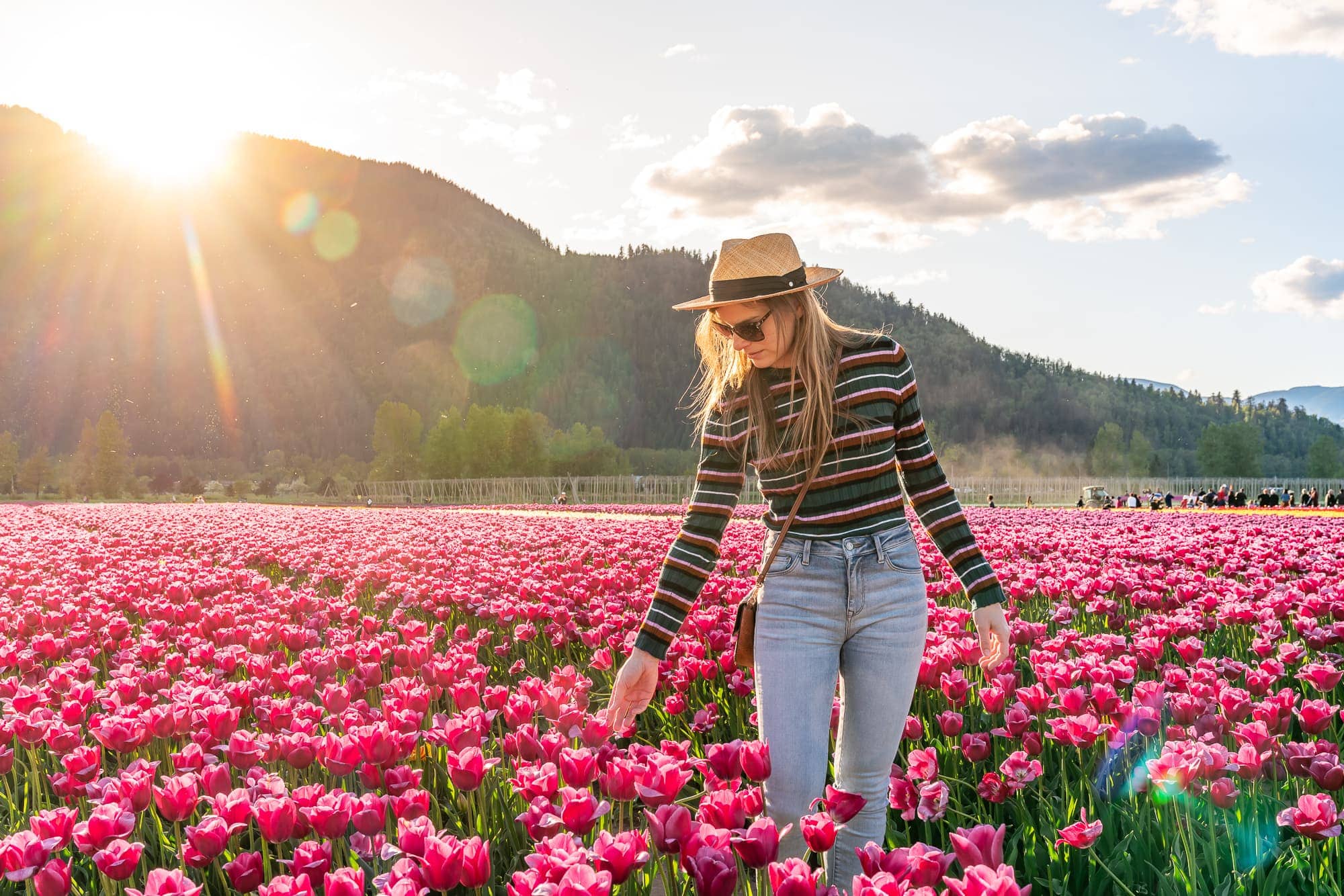 tulip festival chilliwack tulips of the valley