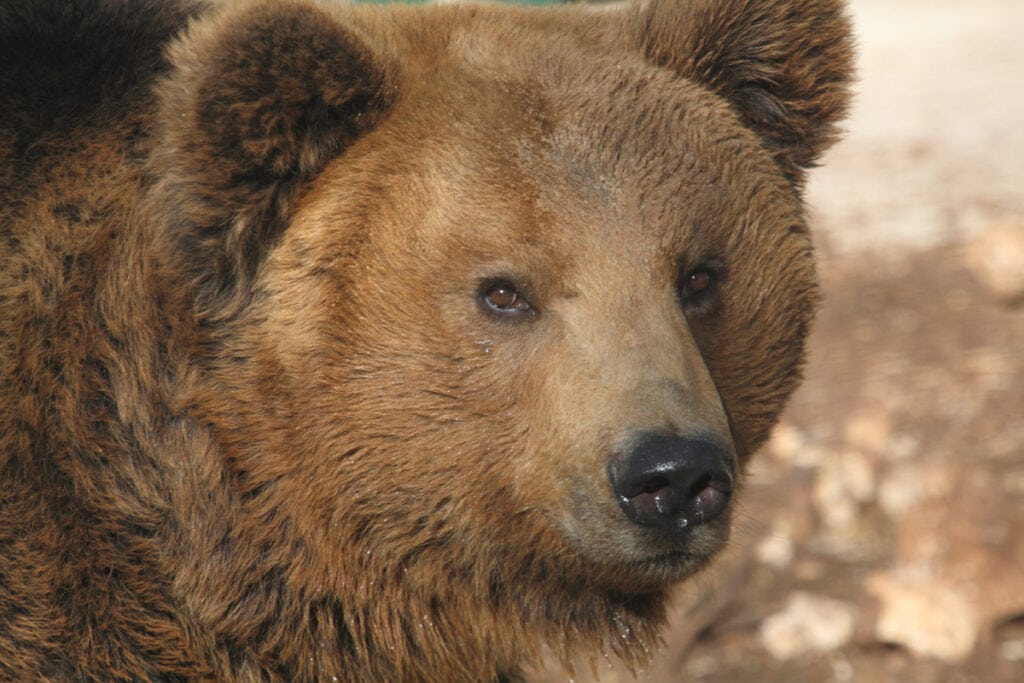 Marsican brown bear - Bears