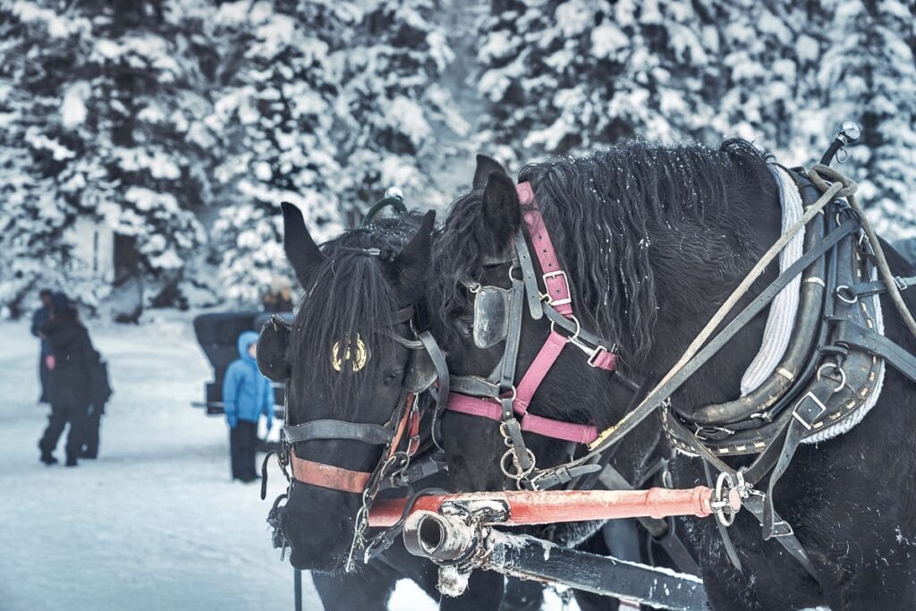 Horses at Lake Louise