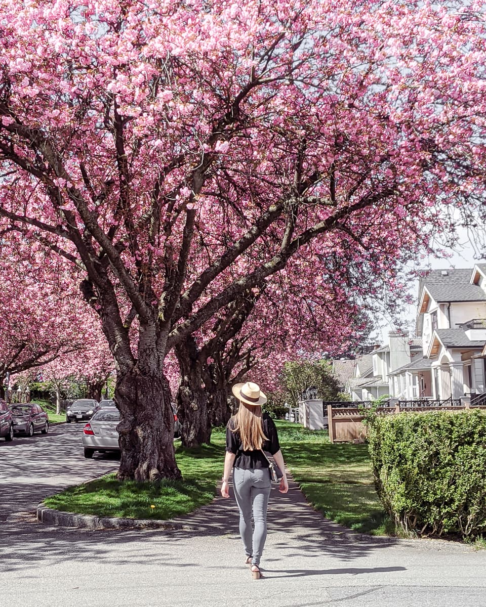 Best Places To See Cherry Blossoms in Vancouver Non Stop Destination