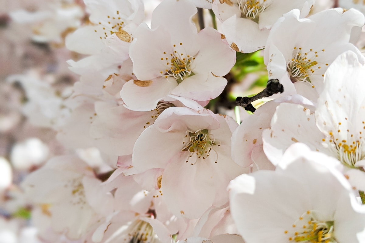 Vancouverites get a glimpse of spring as cherry blossoms start to